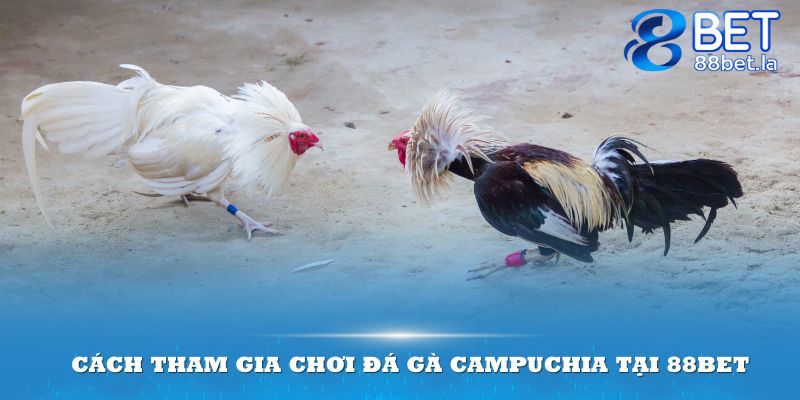 Chọi gà Campuchia tại 88BET rất đơn giản khi có tài khoản tại đơn vị