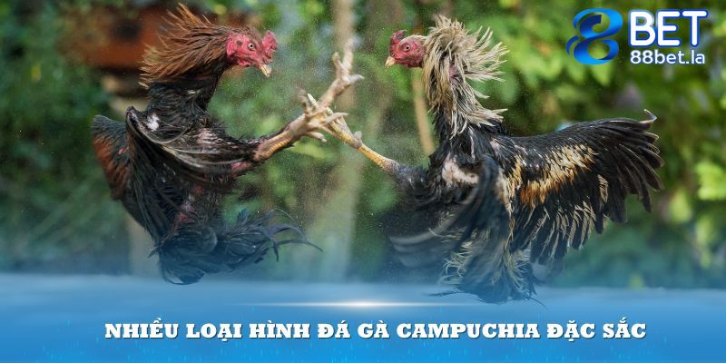 Nhà cái mang đến nhiều loại hình đá gà Campuchia đặc sắc nhất