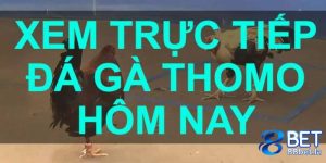 trực tiếp đá gà thomo